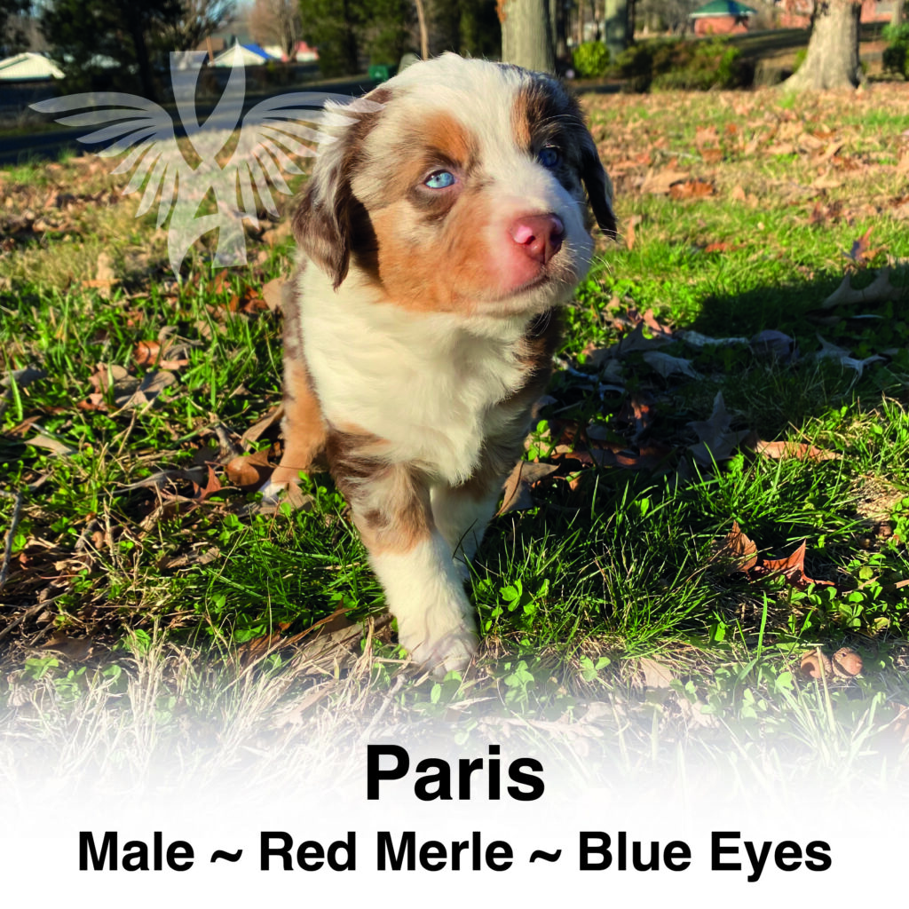 Miniature American Shepherd