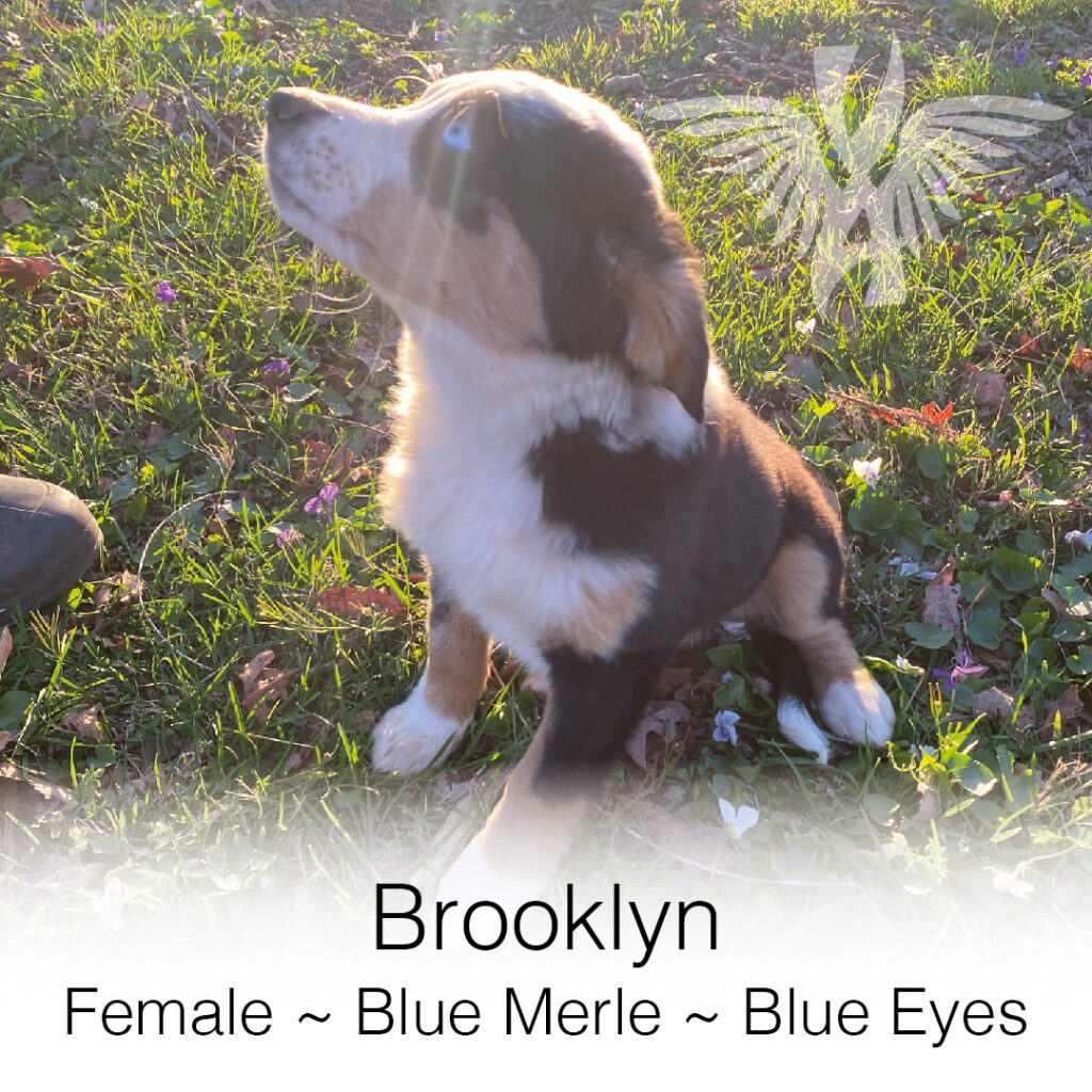 Miniature American Shepherd